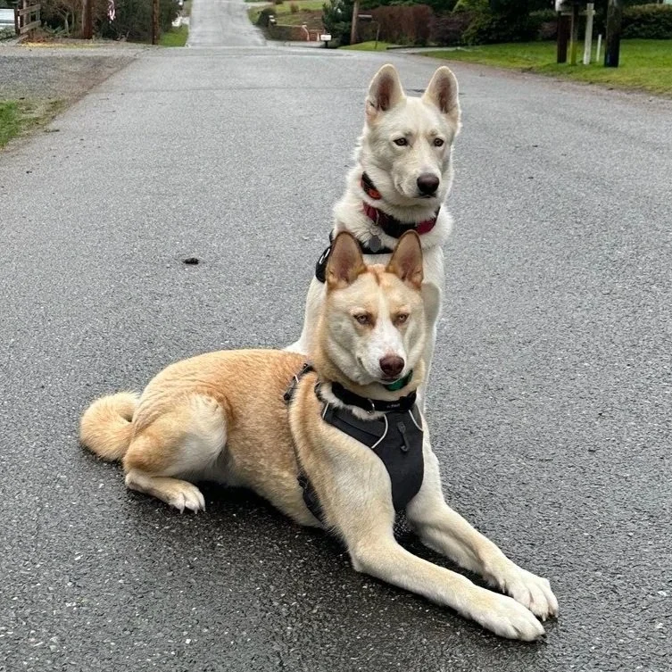 Loki & Kal-El